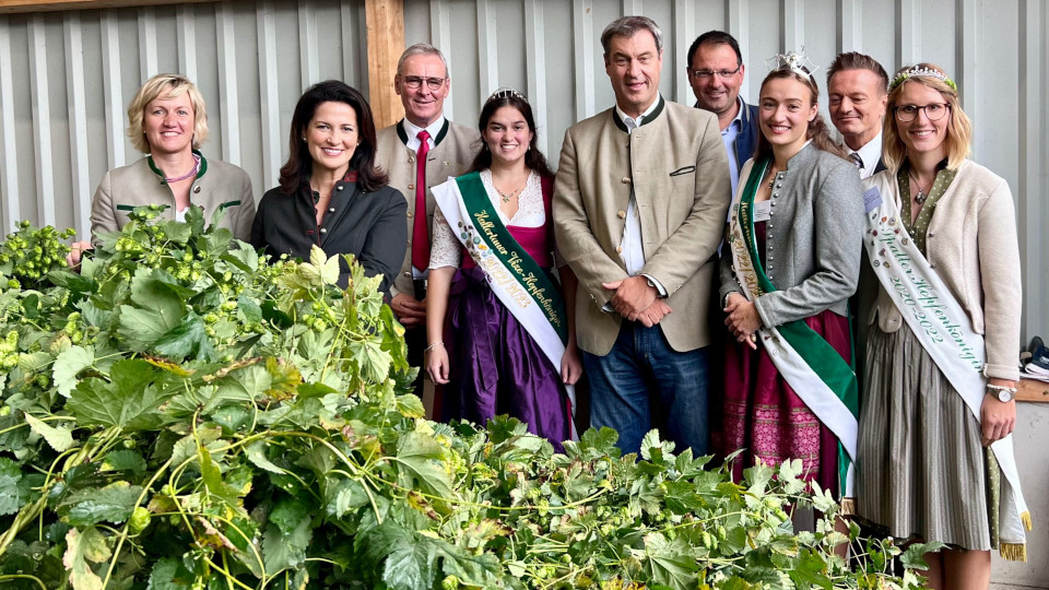 Extreme Trockenheit setzt Hopfenernte zu: Bayerisches Bier bedroht