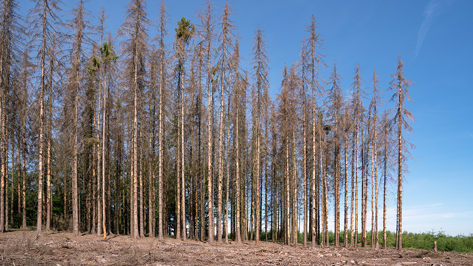 Trockenheit und Klimawandel: Trockene, braune Bäume vor blauem Himmel.