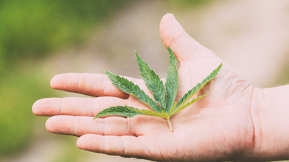 Cannabis-Pflanze, die auf einer Handfläche präsentiert wird.