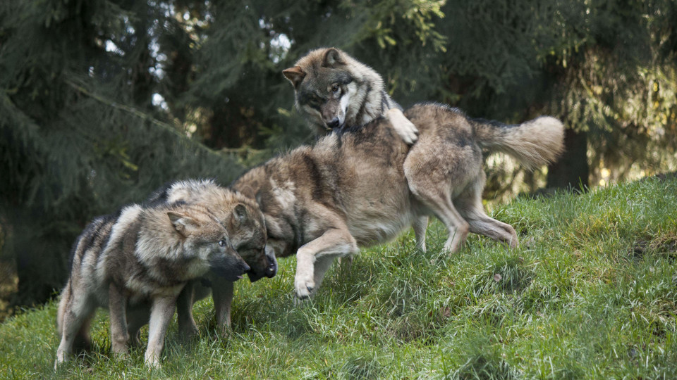 Tierpark Lohberg: Einmal mit den Wölfen heulen