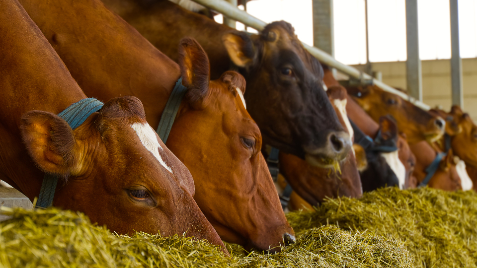 Glauber: Neue Bayerische Tierschutzleitlinie für die Mastrinderhaltung