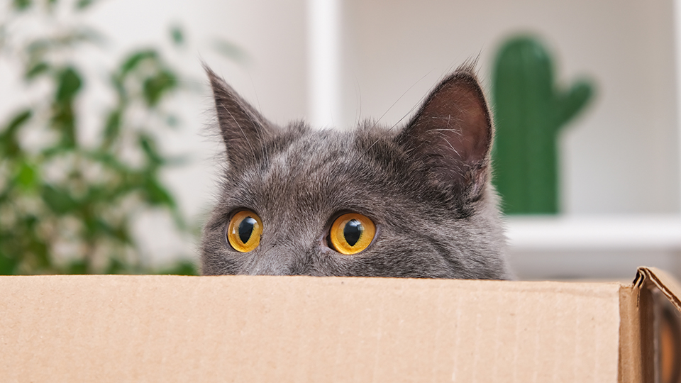 Graue Katze, die in einer Kiste sitzt und hervorblickt