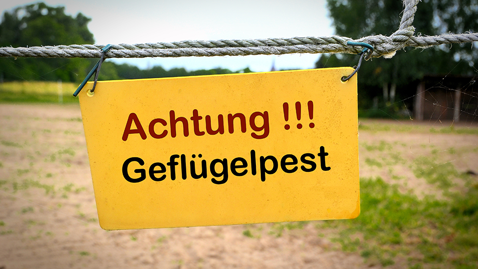Gelbes Schild mit der Aufschrift: Achtung Geflügelpest