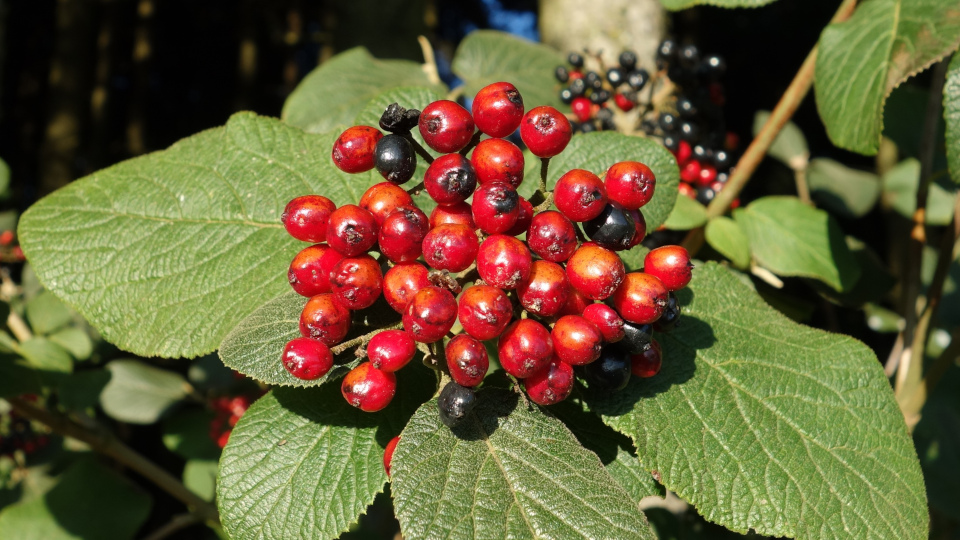 Bund Naturschutz: Mit diesen Sträuchern helfen Sie Vögeln im Winter 