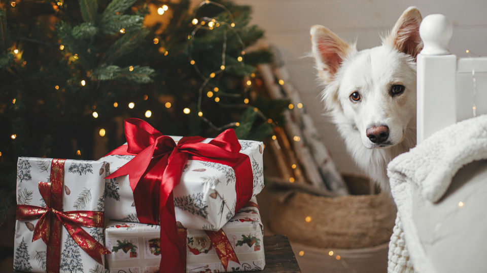 Tierische Weihnachten: Wie Sie ihr Zuhause sicher für Haustiere machen