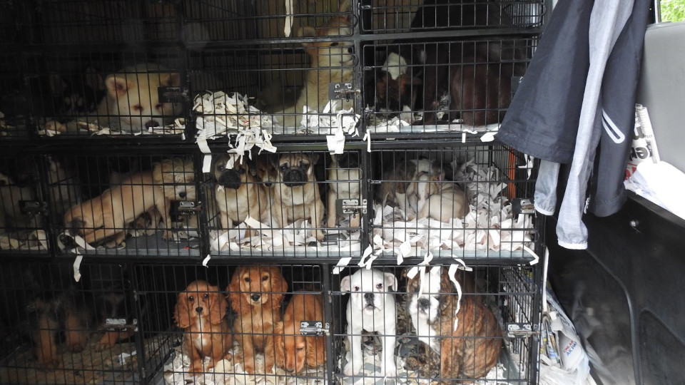Illegaler Welpenhandel in Deutschland: Bis zu 10.000 Euro pro Tier