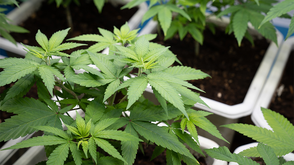 Mann mit blutverschmierten Händen führt zu Marihuana-Aufzucht