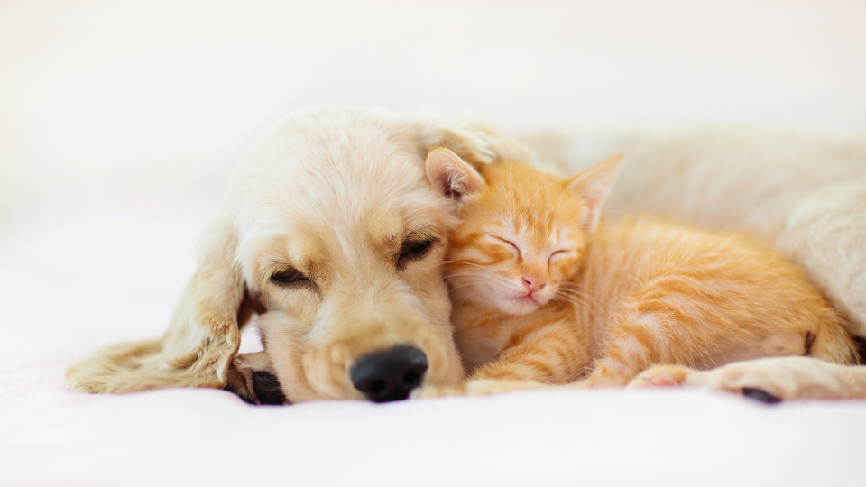 Tag der Haustiere: Tierschutzorganisation warnt vor Spontankäufen