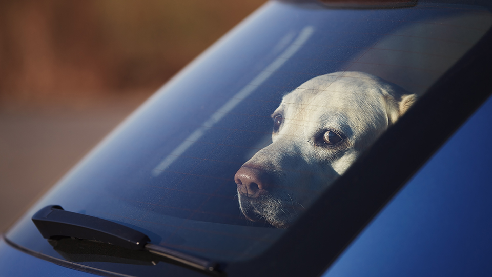 Regensburg: Hund in überhitztem Auto eingesperrt – PETA erstattet Anzeige