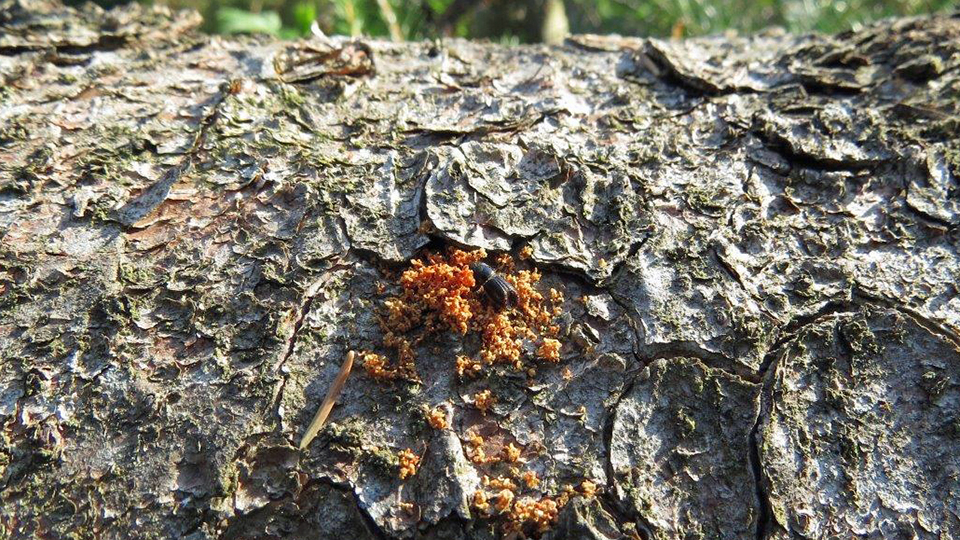 Borkenkäfer schwärmen aus: Wälder jetzt kontrollieren!