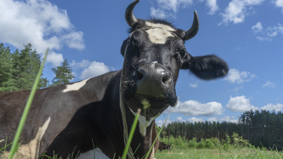 Märchen von der glücklichen Kuh: Schwarz-weiße Kuh, die zufrieden auf grüner Wiese ist.
