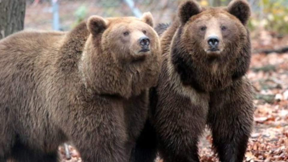 Restaurant-Bären aus der Ukraine kommen nach Deutschland