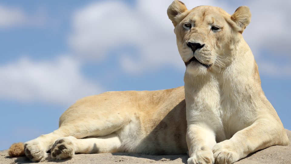 Kommt der entlaufene Löwe in Berlin aus einer illegalen Privathaltung?