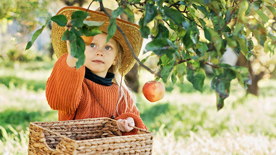 Nachhaltige Ernährung: Blondes Kind, das gerade einen Apfel von einem Baum pflückt.