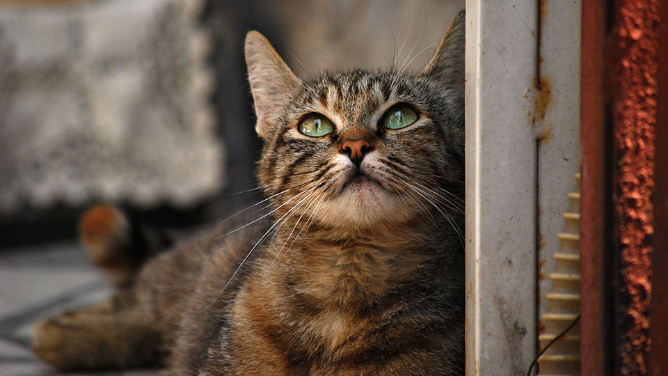 Katzenschutzverordnung: Getigerte Katze, die auf der Straße lebt, blickt traurig nach oben