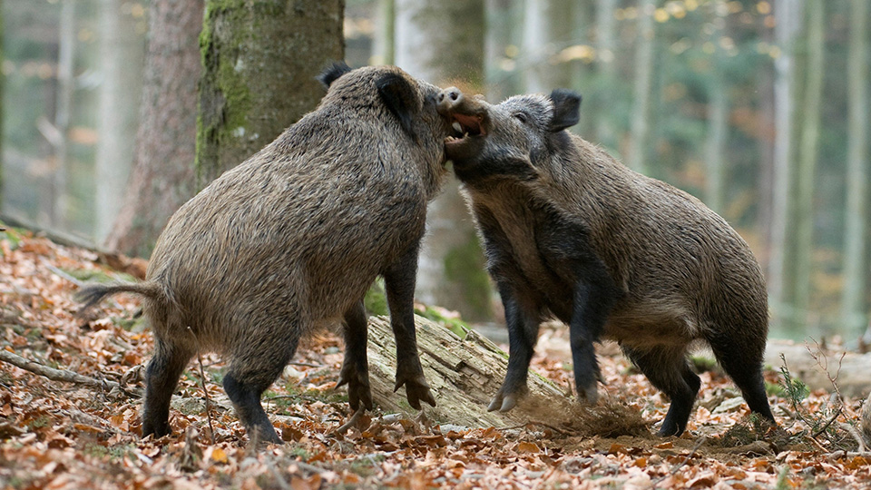 Zwei Wildschweine im Wald, die die Köpfe aneinanderreiben