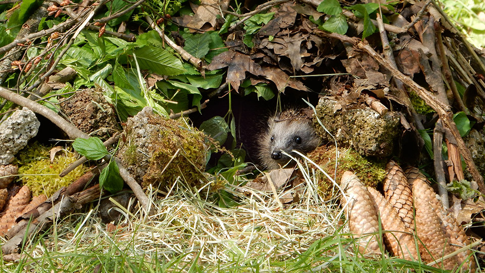 Tierfreundlicher Garten: Igel sitzt geschützt unter Laub.