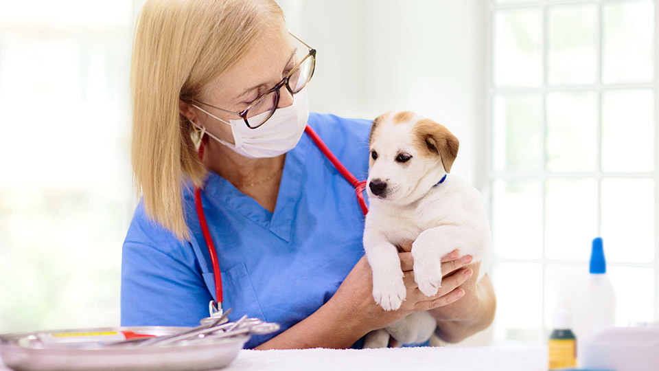 Tierarztberuf attraktiver gestalten: Blonde Tierärztin, die kleinen Hund auf dem Arm hält