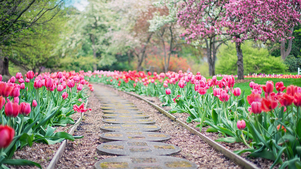 Perfekter Garten mit einem schönen Weg, umgeben von Bäumen und pinken Tulpen.