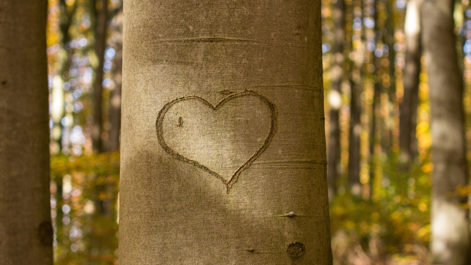 Ein Herz in einen Baum geritzt