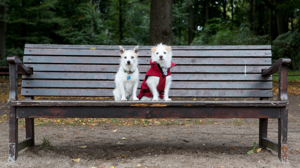 Zwei Hunde auf einer Parkbank
