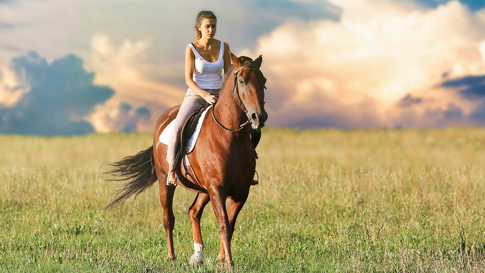 Braunes Pferd mit Reiterin auf einer Wiese.