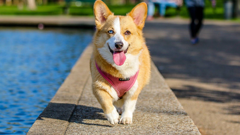 Heller Hund mit einem blauen und einem brauen Auge, der an einem Steg entlang läuft.
