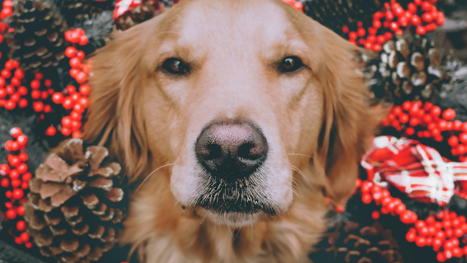 Ein Golden Retriever und Weihnachtsdeko