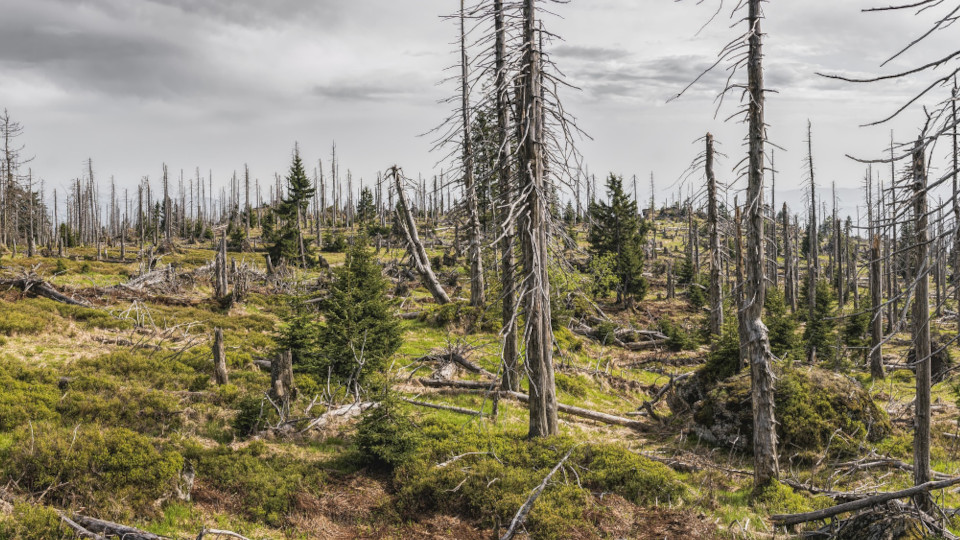 Waldsterben