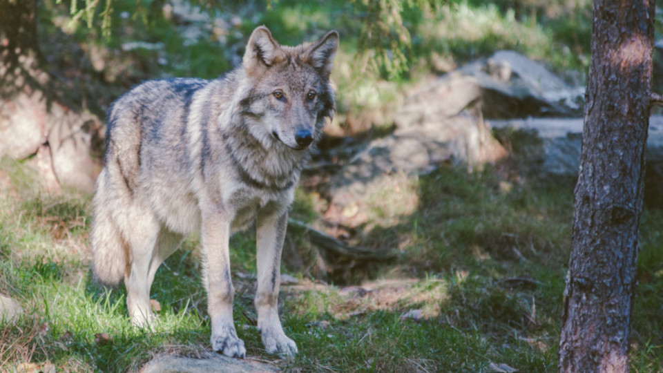 Ein Wolf im Wald