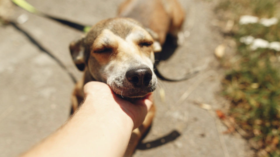 Ein Hund an der Leine