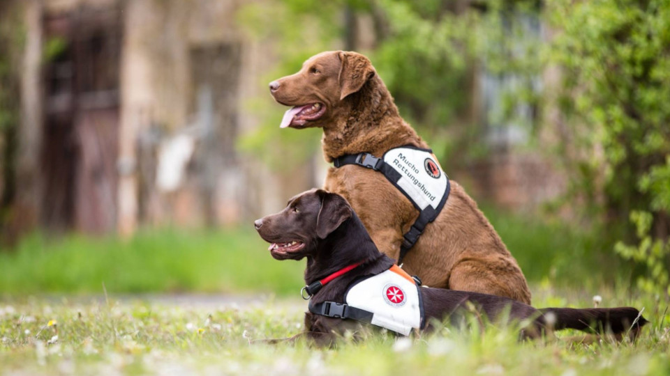 Zwei Hunde der Johanniter Rettungshundestaffel