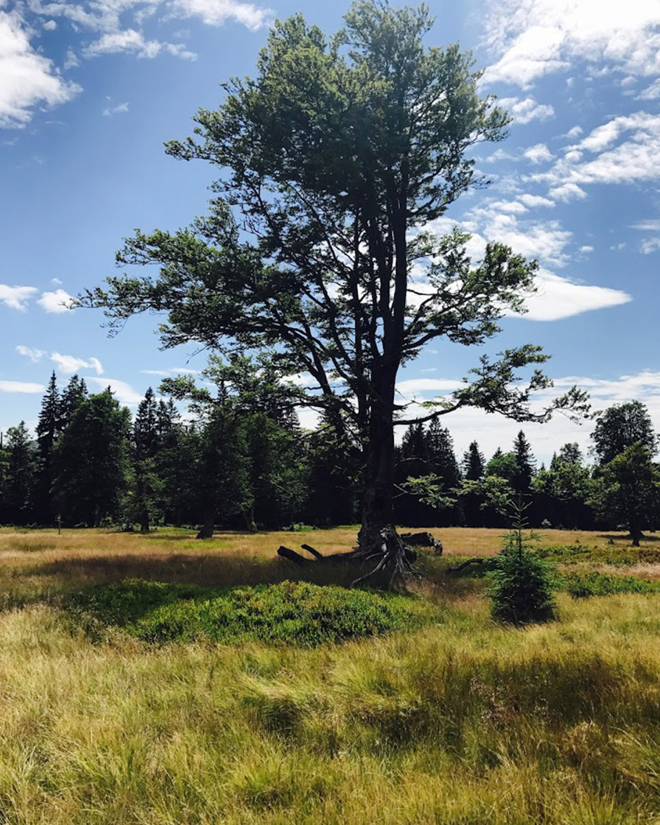 dankbarkeit schluessel zum glueck oder ueberbewerteter social media hype 960x540 4