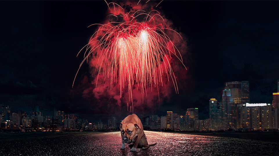Hund Feuerwerk