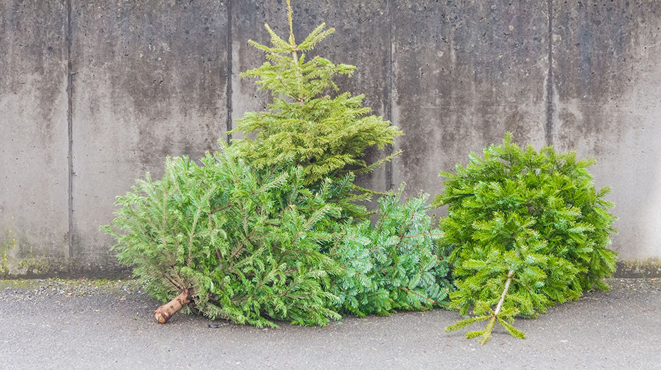 Entsorgte Christbäume