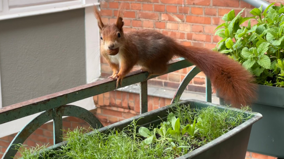 Ein Eichhörnchen auf einem Balkon mit einer Nuß im Maul