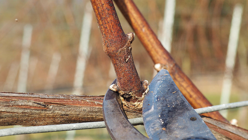 Weinreben schneiden: Abbildung, wie gerade eine Weinrebe abgeschnitten wird
