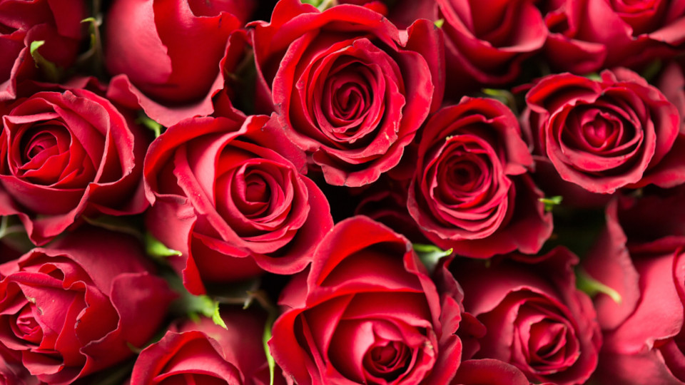 Ein Bouquet roter Rosen