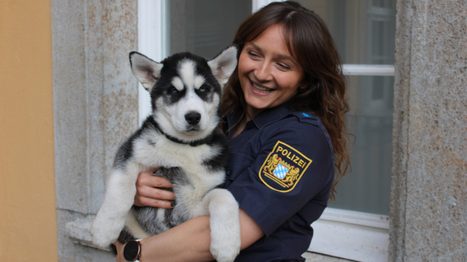 Ein Huskywelpe auf dem Arm einer Polizistin