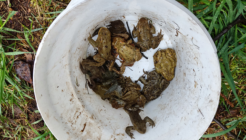 Frösche und Kröten