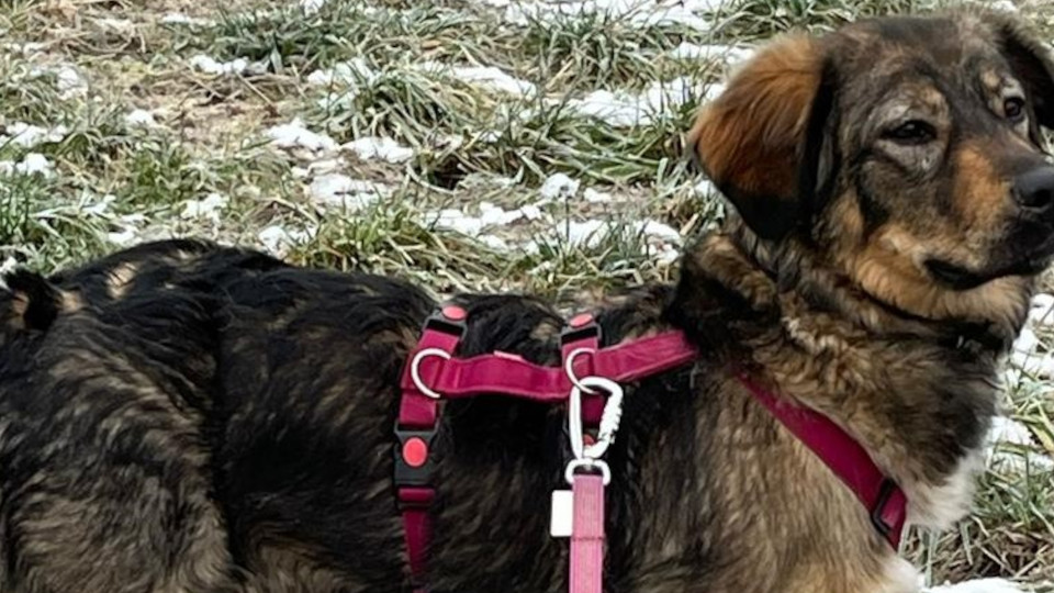 Ein Hund aus dem Tierheim