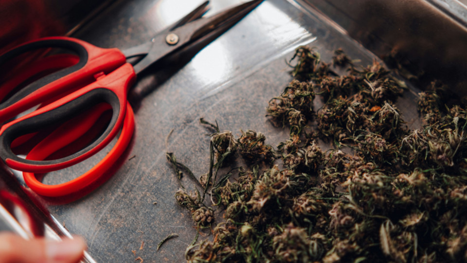 getrocknetes Cannabis