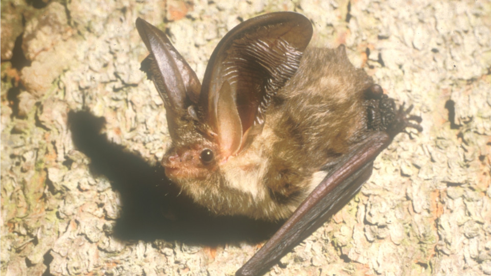 Eine Fledermaus