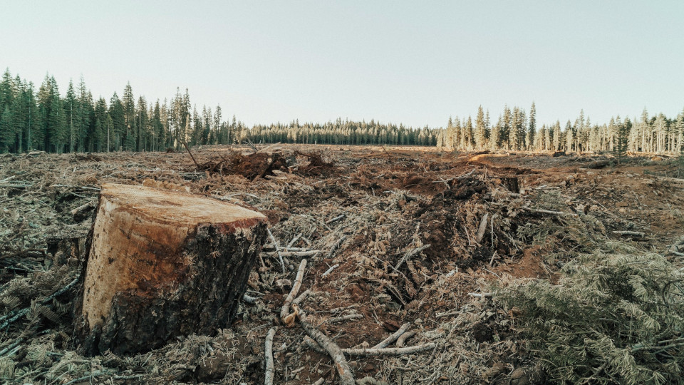 Symbolbild: Abgeholzter Wald