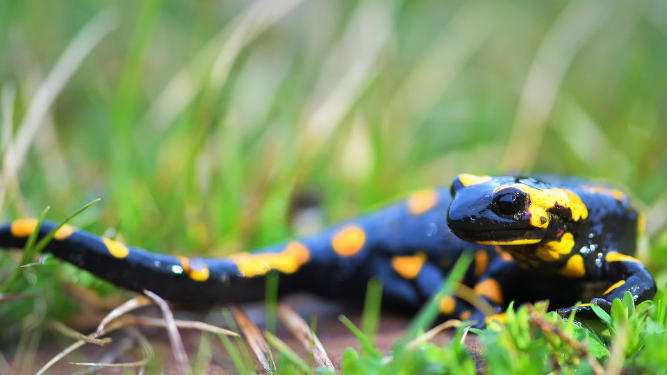 Symbolbild: Feuersalamander