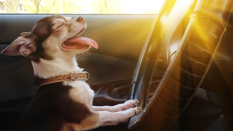 Symbolbild: Hund am Lenkrad eines Autos