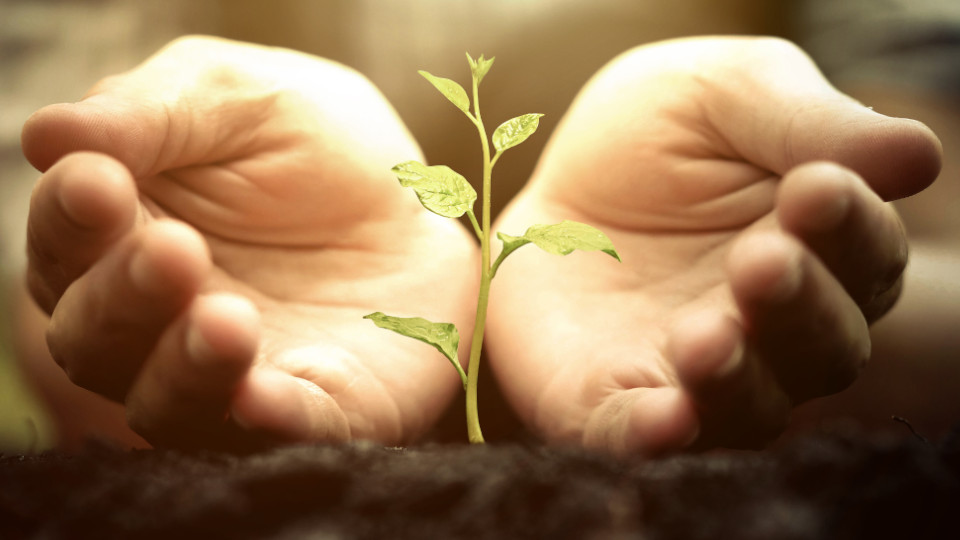Symbolbild: Pflanze wurde von Händen eingegraben 