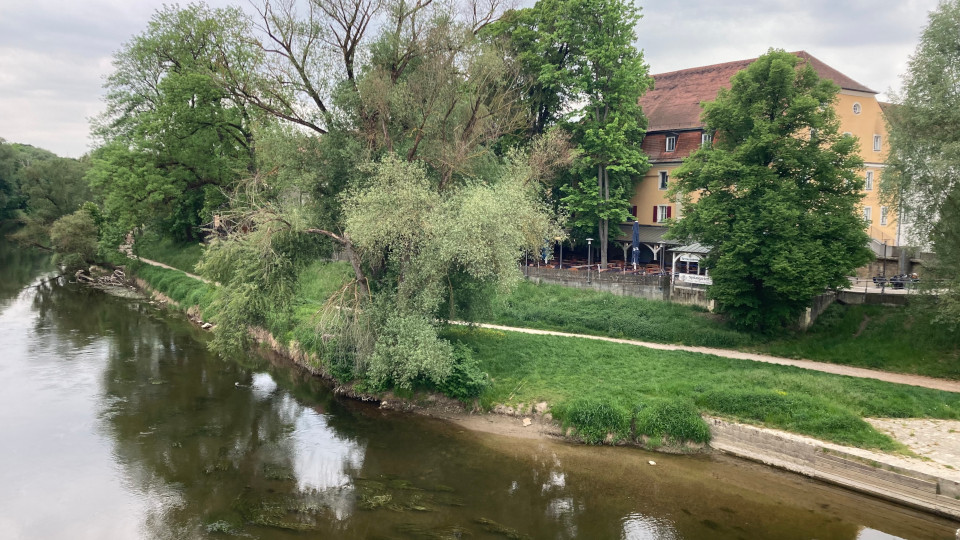 das tier mit der menschlichen stimme 2 960x540