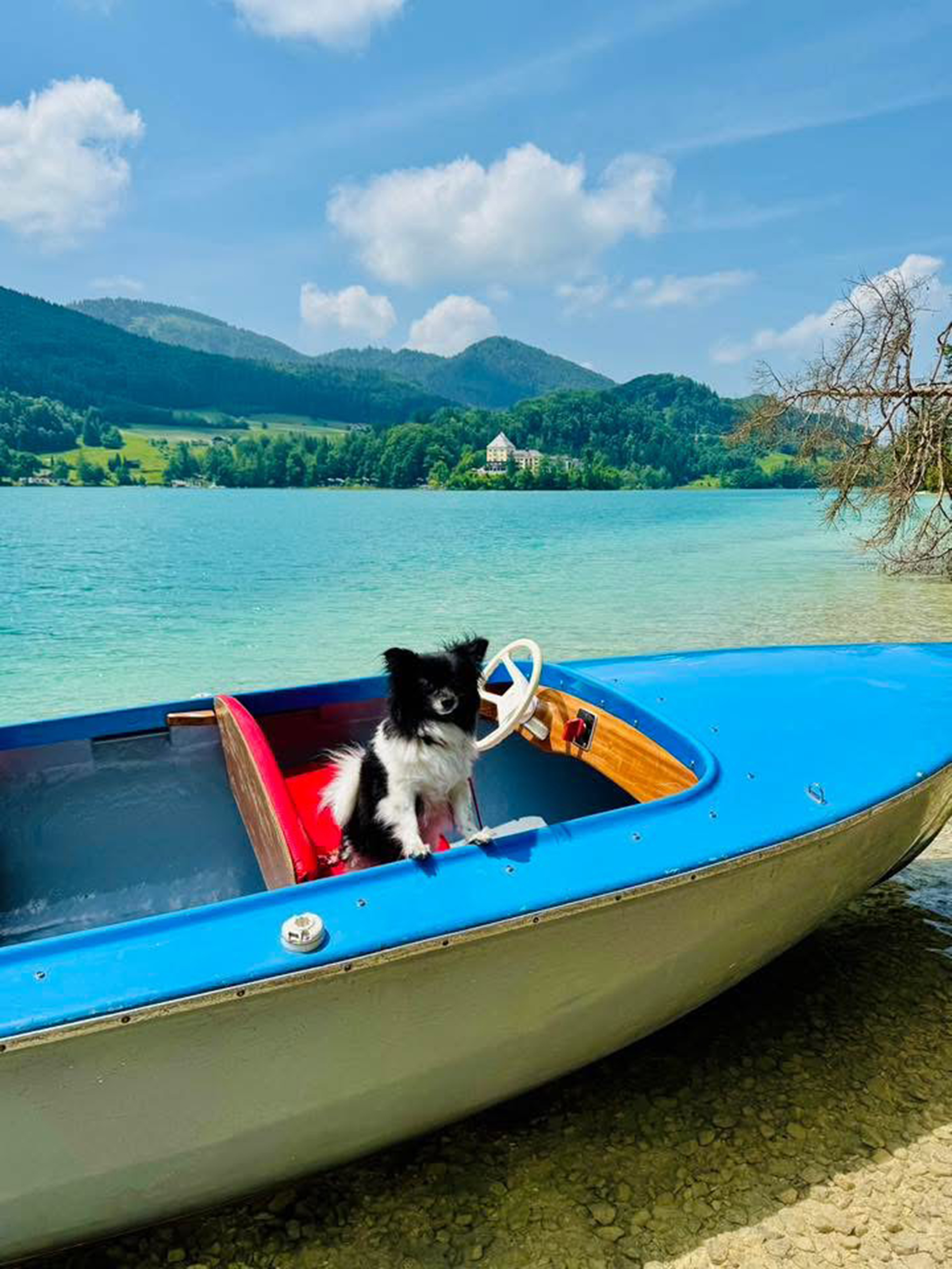 hund bella ciaraIMG 4746.jpeg