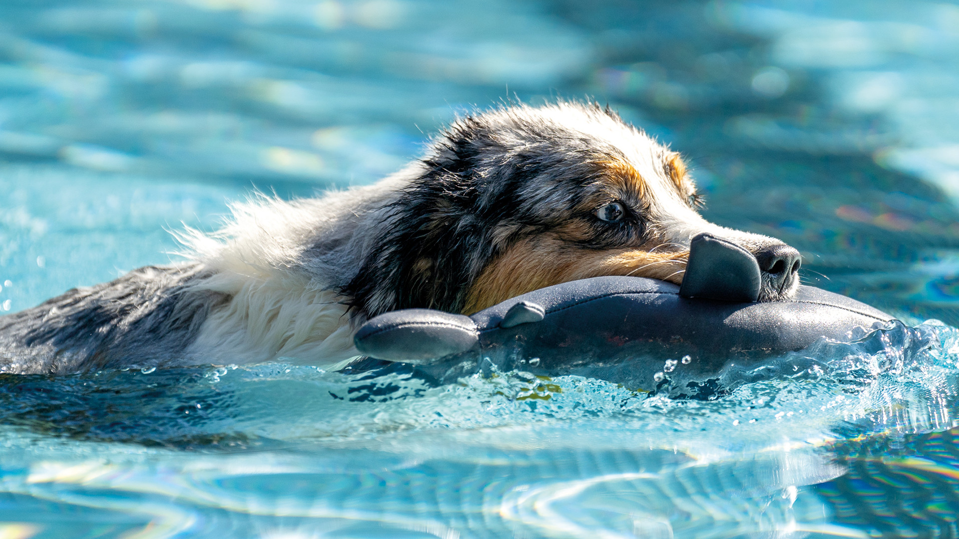 Hund schwimmt mit seinem Spielzeug im Freibad